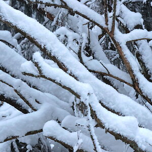 snowy branches.jpg
