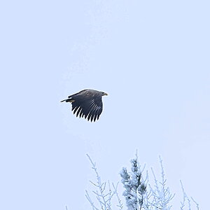 Tailed Eagle.jpg