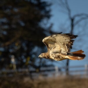 RedtailedHawk-1.jpg