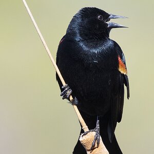 Red-Winged Balckbird-7N8A7351-W.jpg