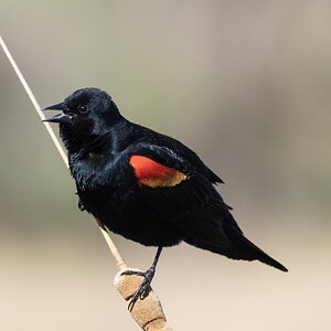 Red-Winged Blackbird-7N8A7263-w.jpg