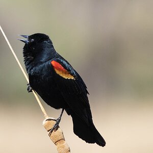 Red-Winged Blackbird-7N8A7267-W.jpg