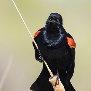 Red-Winged Blackbird-7N8A7315-w.jpg