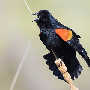 Red-Winged Blackbird-7N8A7389-w.jpg