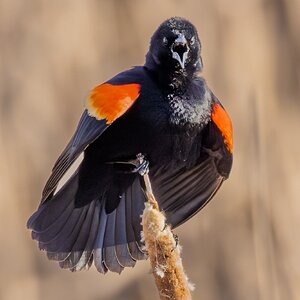 RedwingedBlackbird-3.jpg