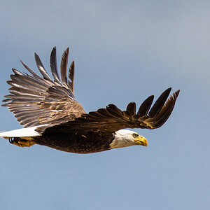 Bald Eagle-1.jpg