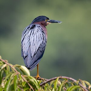 GreenHeron-1.jpg