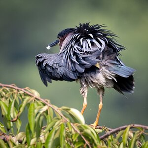 GreenHeron-2.jpg