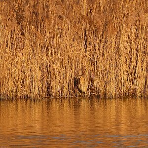 Bittern1 400mm crop.JPG