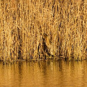 Bittern3 800mm crop.JPG