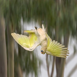 corella-little-bif-001-g-2000px-2.jpg