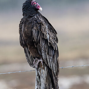 R7_C3393 Turkey Vulture.jpg