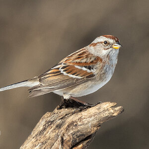 R7_C4140 American Tree Sparrow.jpg