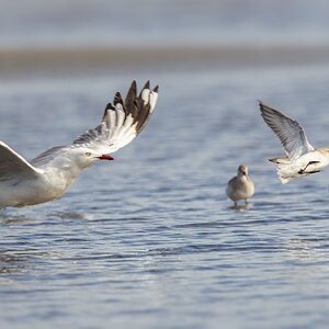 gull-silver-bif-to-000-e-2000px.jpg