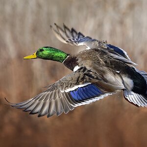 mallarddrakeflycropSmall.jpg