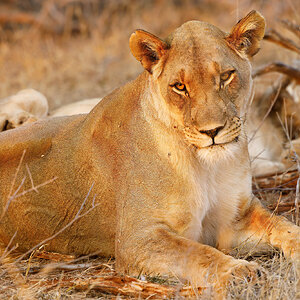 Lioness-2.jpg