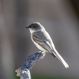 Duffy Capped flycatcher