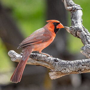 Northern Cardinal San Antonio