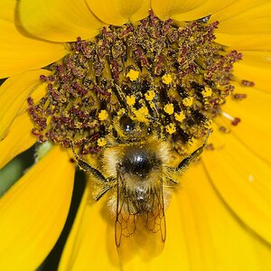 pollenbeejpg.jpg