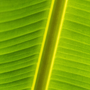 R7_C4337 Banana leaf.jpg