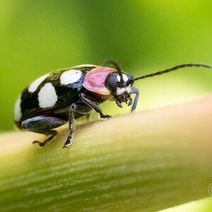 R7_C4405 Eight-spotted Flea Beetle.jpg