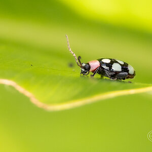 R7_C4373 Eight-spotted Flea Beetle.jpg