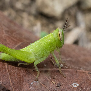 R7_C4445 Grasshopper nymph.jpg