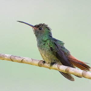 R7_C4783 Green hummingbird.jpg
