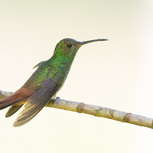 R7_C4754 Green hummingbird.jpg