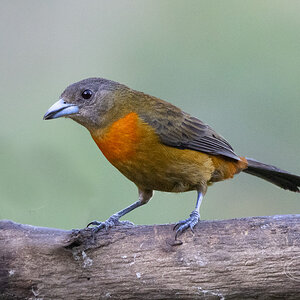 R7_C4498 Scarlet-rumped Tanager (F).jpg