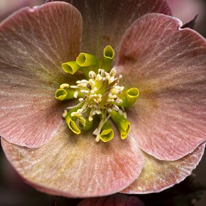 Hellebor Blossom  Macro-1.jpg