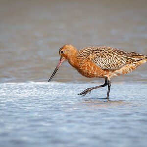 godwit-bt-2-a.jpg