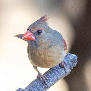 Female N Cardinal
