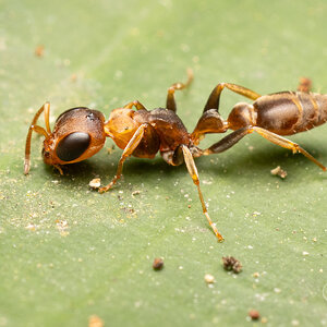 R7_C6314 Ant.jpg