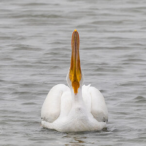 R7_C2448 White Pelican.jpg