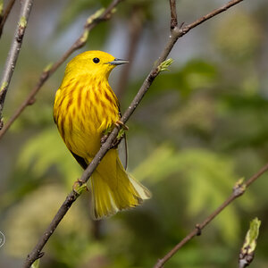 R7_C9974 Yellow Warbler.jpg