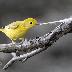 R7_D1206 Yellow Warbler.jpg