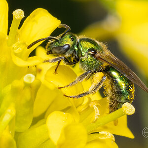 R7_D1438 Metallic green sweat bee - maybe Augochloropsis sp.jpg