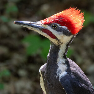 R7_D1679 Pileated Woodpecker.jpg