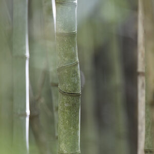 bamboo dream.jpg