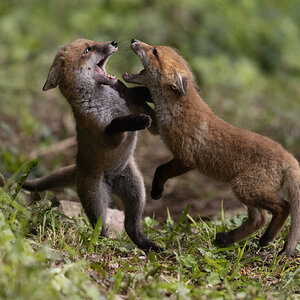 Fox cub siblings.jpg