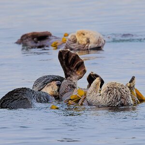 Sea Otters Morro Bay, CA