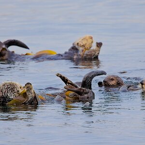Sea Otters Morro Bay