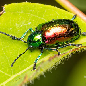 R7_D3296 Dogbane Leaf Beetle, Chrysochus auratus.jpg