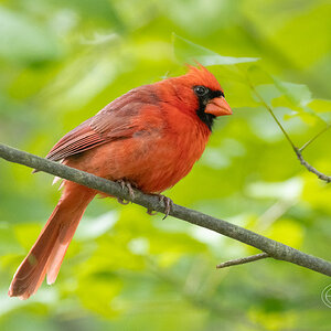 R7_D2580 Cardinal.jpg