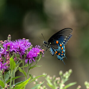 4U0A3324 Pipevine Swallowtail.jpg