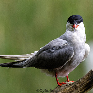 Common Tern