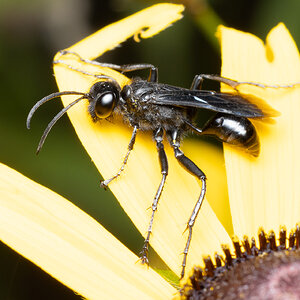 R7_D3421 Spider Wasp, Anoplius.jpg