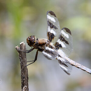 R7_D3889-90 Twelve-spotted Skimmer Dragonfly Stack.jpg