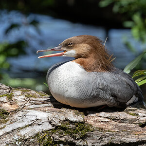 R7_D3579 Merganser.jpg